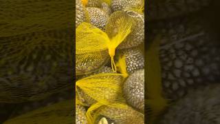 Reduced Price: Frozen Durian On Sale For Only $3.99 #durian #fruits #shorts