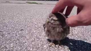 Baby Owl caressed in Verona