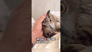 This orphaned owl was rescued by a kind man who raised it until it recovered #rescue #owl