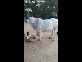 pure tharparkar calf super cow