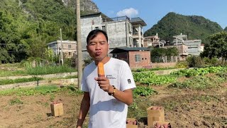 炮哥今天请农村阿姨挖红薯，工资开60块一天，没想阿姨干活好勤快【广西炮哥的生活】