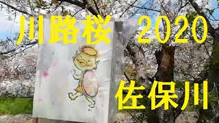 【川路桜】2020 佐保川　桜【行灯（あんどん）】【レア】 Cherryblossom Nara