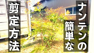 【南天の剪定】初心者でもわかりやすい！南天の剪定！初心者さんもできる！よくあるありがちな南天の剪定をしてみました！#南天 #剪定の仕方 #初心者