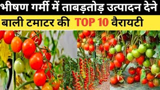 भीषण गर्मी में ताबड़तोड़ उत्पादन देने वाली TOP 10 veriety | टमाटर की उन्नत किस्में | Tomato farming