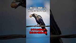 カラスの誰もが知らない事実４選　#shorts