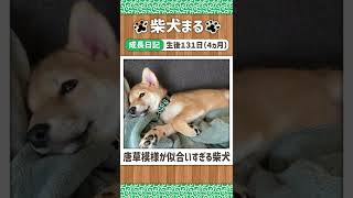 【柴犬】唐草模様の首輪が似合いすぎて可愛すぎた / 生後131日 #shorts #柴犬