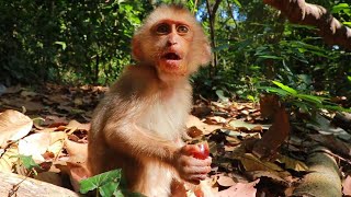 Wild Monkey Baby Eating Grapes | Wild Monkeys Living Life