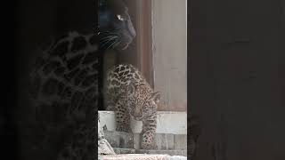 【愛媛県とべ動物園】ジャガーのあかちゃん🐆ママと一緒にドキドキ💕初めてのパドック練習💕　#卯月佐助#ミワ #shorts