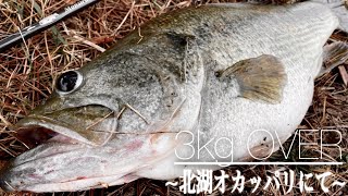 【琵琶湖バス釣り】北湖オカッパリで3kgオーバー捕獲!!!!!!