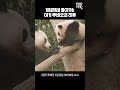 푸바오 기강잡는 아이바오.gif│#힐링푸데이 #Panda #Fubao #Aibao