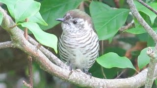 Shining Cuckoo, Hillcrest, AKL