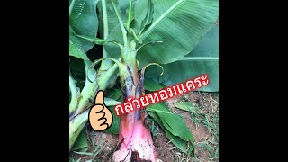 พาไปชม\