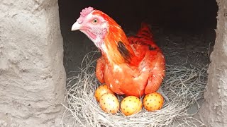 Aseel Chicken Egg Hatching 🐣 | Pekin bantam chickens 🐔 | Australorp chickens 🐓 | Ayam kate | Cartoon