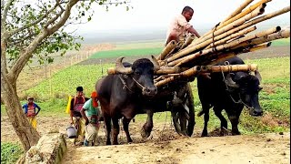 প্রাচীন যুগের মাল বাহী গাড়ি মহিষের গাড়ি গ্রাম বাংলার ঐতিহ্যবাহী মহিষের গাড়ি