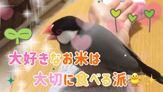 お米は柔らかくして食べる派⚪︎桜文鳥の福ちゃん　Java sparrow