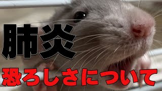 生後2ヶ月歳の赤ちゃんファンシーラットを襲った【恐怖の肺炎】