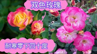 耐寒的双色玫瑰，Compfire Rose。【莎拉养花】