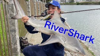 沖縄のビッグベイトゲーム　Riverシャークとの激闘　#フレッシュマインド　#沖縄ビッグベイト　#リバーシャーク　#ワールドモンスター734h