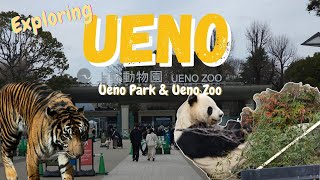 2024 Tokyo Japan Vlog - Ueno (Ueno Park \u0026 Ueno Zoo)