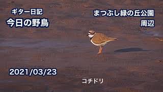 ギター日記　今日の野鳥　・　まつぶし緑の丘公園周辺　2021年3月23日