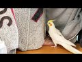 インコの爪切り