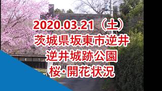 2020/03/21（土）　茨城県坂東市逆井・逆井城跡公園　桜・開花状況