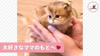 ママのもとへ一直線❣️🐾 ヨチヨチ駆け寄る子猫が可愛い🐱❤️ 【PECO TV】