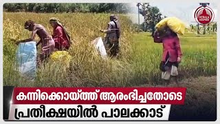 കന്നിക്കൊയ്ത്ത് ആരംഭിച്ചതോടെ പ്രതീക്ഷയില്‍ പാലക്കാട് | Paddy Cultivation | Palakkad | Kerala