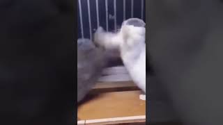 看我猫猫拳