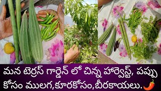 మన మిద్దె మీద కుండీలలో చెట్లకు ఎన్ని కూరగాయలో మీరే చూడండి.many vegetables our terrace garden harvest