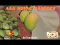 valsadi dharampur kesar mango 2024 kesar mango kesarmango alphanso talala gondalyard aam