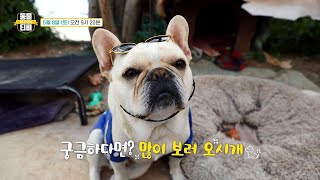 [2회 예고] 144마리 유기견 본격적인 구조 시작!＆섬마을 개셔니 스타☆