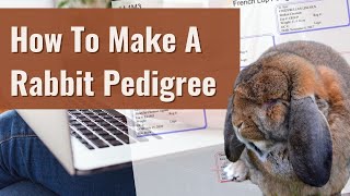 How To Make A Rabbit Pedigree - Using a free tool and template