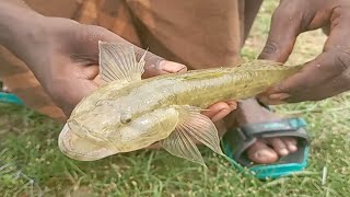 அழிவின் விளிம்பு 🐠நிலையிலுள்ள ஆத்து மீன் 🎣 | Aathu Meen Pudikka Poram 🎣🎣