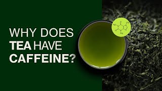 Why Does Tea Have Caffeine? Tea Caffeine Content Explained