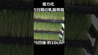 5日間の育苗で省力化！乳苗は胚乳が残っているので寒さ、冠水、分けつ力も強い！＃shorts