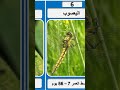 10 حيوانات صاحبة اقصر عمر