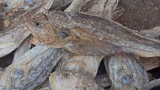 siramundi sukhua rechipi | Dry fish recipe 🐠 | ସିରମୁଣ୍ଡି ଶୁଖୁଆ ରେସିପି | in odisha