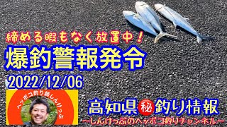 【高知県㊙️釣り情報】青物大漁検挙！最強堤防巡回でヤバい逮捕率！