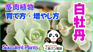 【多肉植物の育て方】白牡丹の増やし方【くまパン園芸】