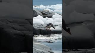 Antarctic penguins glide into the sea南極企鵝大海飛騰絲滑入水#企鵝#可愛企鵝#寵物#大自然動物