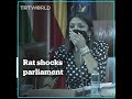 Rat disturbs lawmakers in Andalusia’s parliament