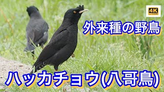 カラスのようでカラスでない？ちょっと珍しい外来種の野鳥「ハッカチョウ」が街中で繁殖時期に。