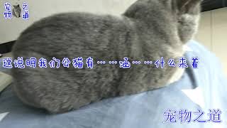 【宠物之道】小公猫用绝招挑战小母猫，猫爸在一旁淡定观战，表现令人哭笑不得