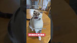 Funny Animals Videos 🤣 | Ep. 342 #shorts #viral #funny