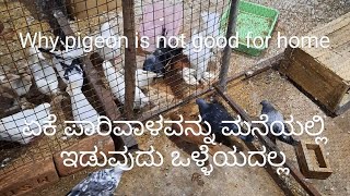 ಪಾರಿವಾಳ ಮನೆಯಲ್ಲಿ ಯಾಕೆ ಸಾಕಬಾರದು | why pigeon should not kept in home | Pigeon farm | Pigeon sale