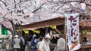 各務原市 「桜まつり」