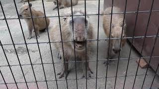 何故か金網に～ キュルキュル鳴いてます～　カピバラ　東園　埼玉こども動物自然公園へ行って来ました～　C0166