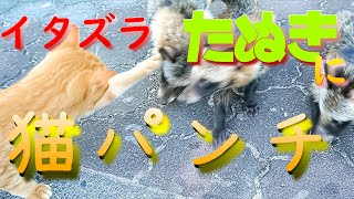 猫パンチ炸裂！！ いたずらたぬきが猫のしっぽをガブッ！？