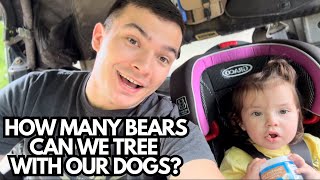 How many bears can we tree??? Bear Hunting with Hounds